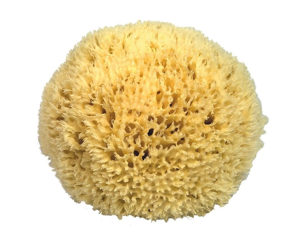 Naturschwamm Badeschwamm Kosmetex aus dem Mittelmeer, in div. Größen. 16 cm