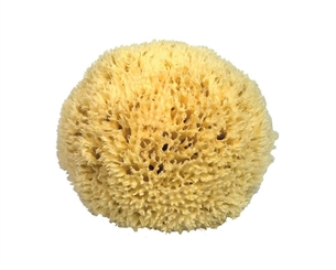 Naturschwamm Badeschwamm Kosmetex aus dem Mittelmeer, in div. Größen. 12 cm