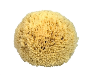 Naturschwamm Badeschwamm Kosmetex aus dem Mittelmeer, in div. Größen. 14 cm
