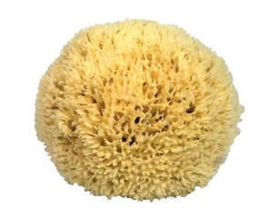 Naturschwamm Badeschwamm Kosmetex aus dem Mittelmeer, in div. Größen. 16 cm