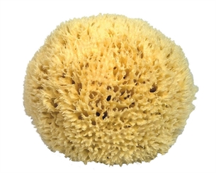 Naturschwamm Badeschwamm Kosmetex aus dem Mittelmeer, in div. Größen. 18 cm